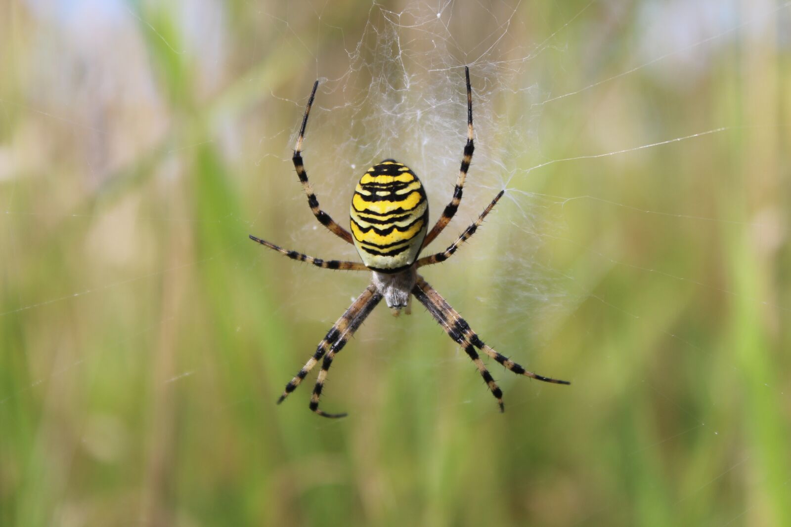 Canon EOS 600D (Rebel EOS T3i / EOS Kiss X5) sample photo. Spider, spiderweb, insect photography