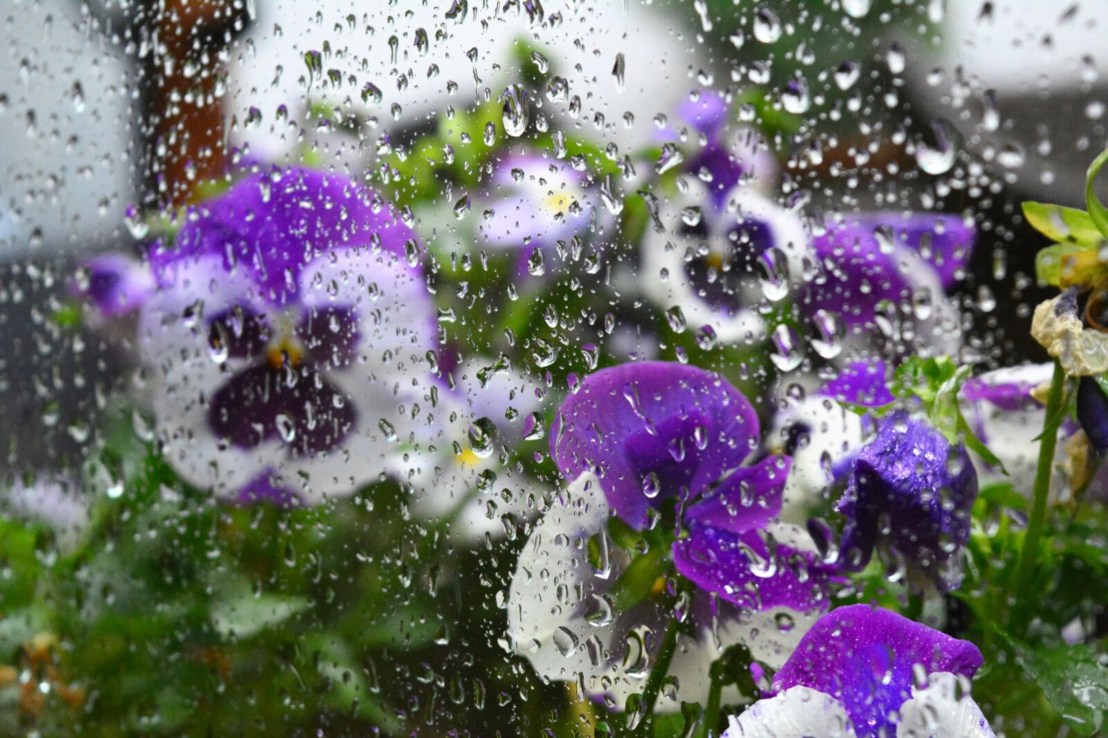 Nikon D5200 sample photo. Violet, rain, window photography