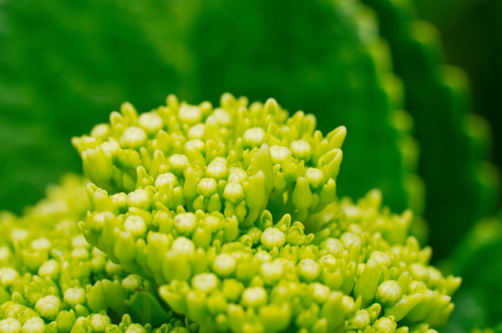 Nikon D3200 sample photo. Hortencia, flower, leaves photography