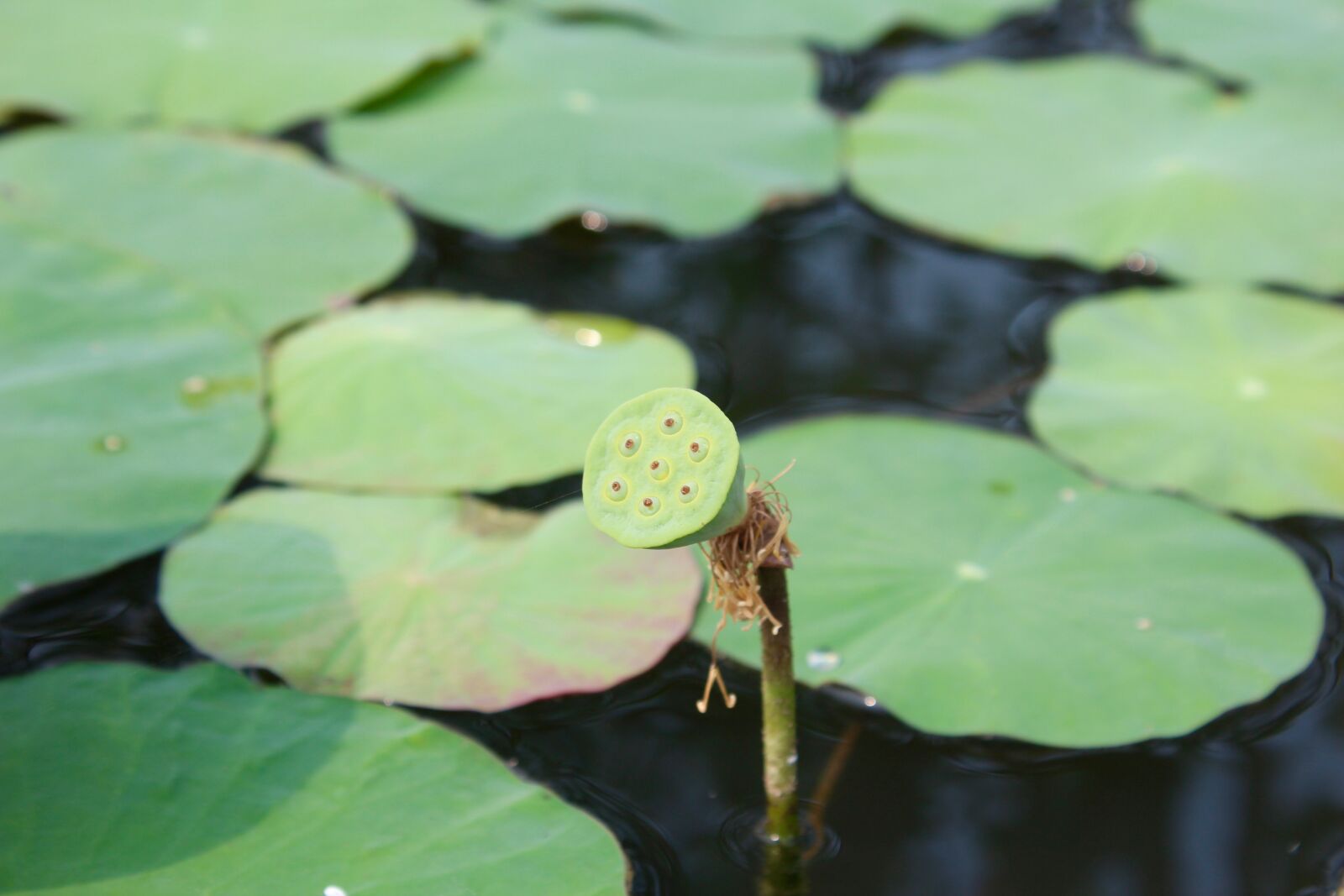 Canon EOS 600D (Rebel EOS T3i / EOS Kiss X5) sample photo. Water lily, closed, bud photography