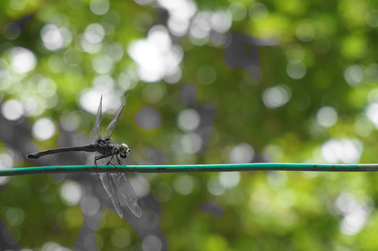Sony Alpha NEX-5T sample photo. Dragonfly, insect, bug photography