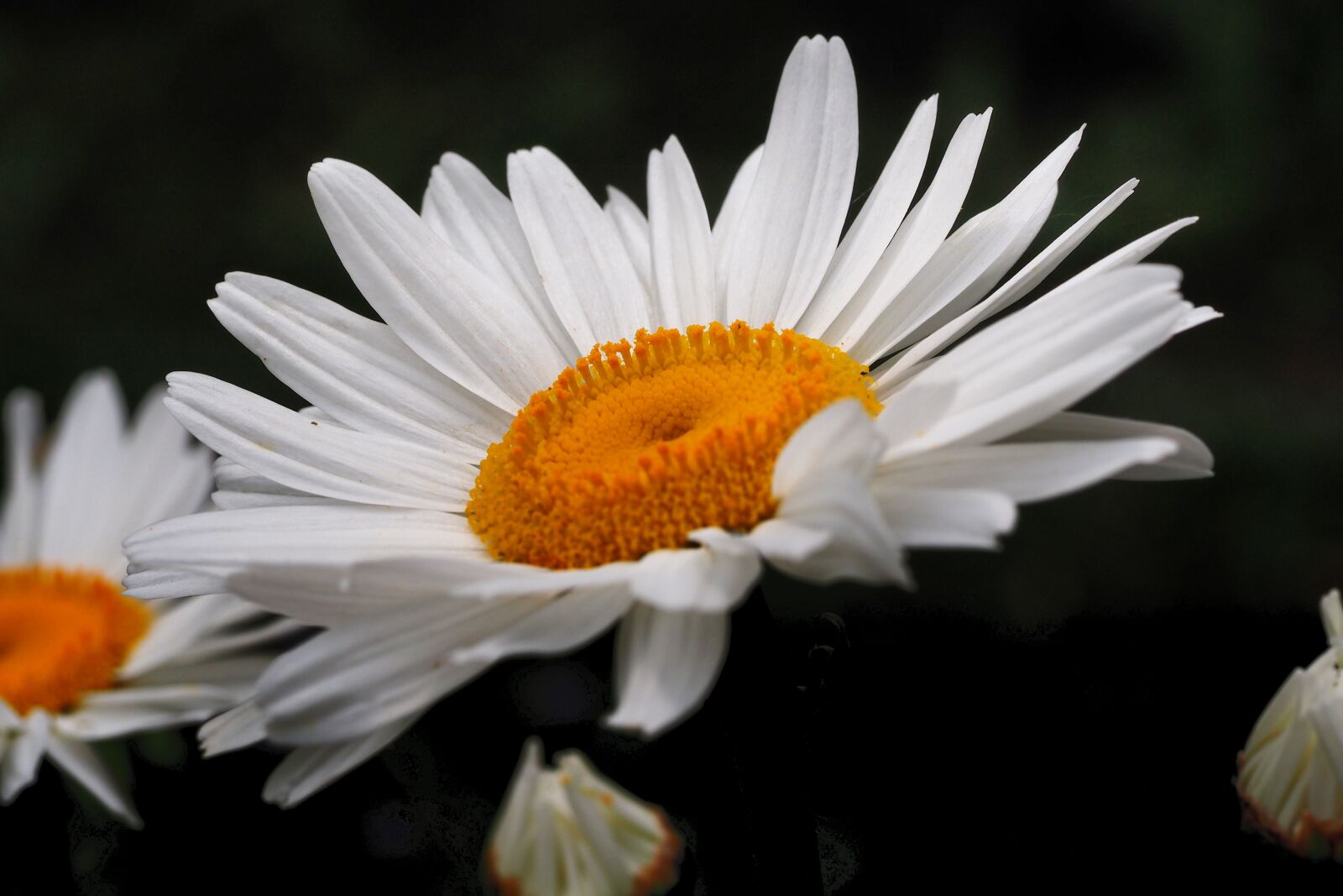 Olympus M.Zuiko Digital ED 60mm F2.8 Macro sample photo. Daisy, blossom, bloom photography