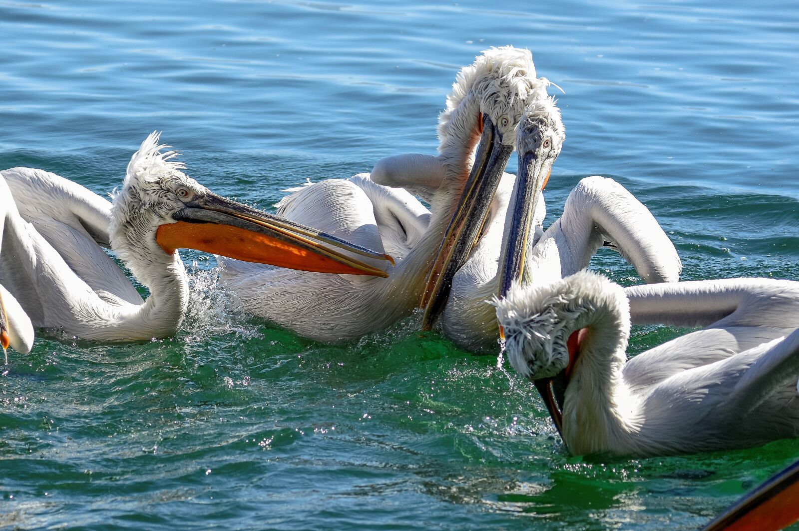 Nikon D7200 sample photo. Pelicans, birds, animals photography