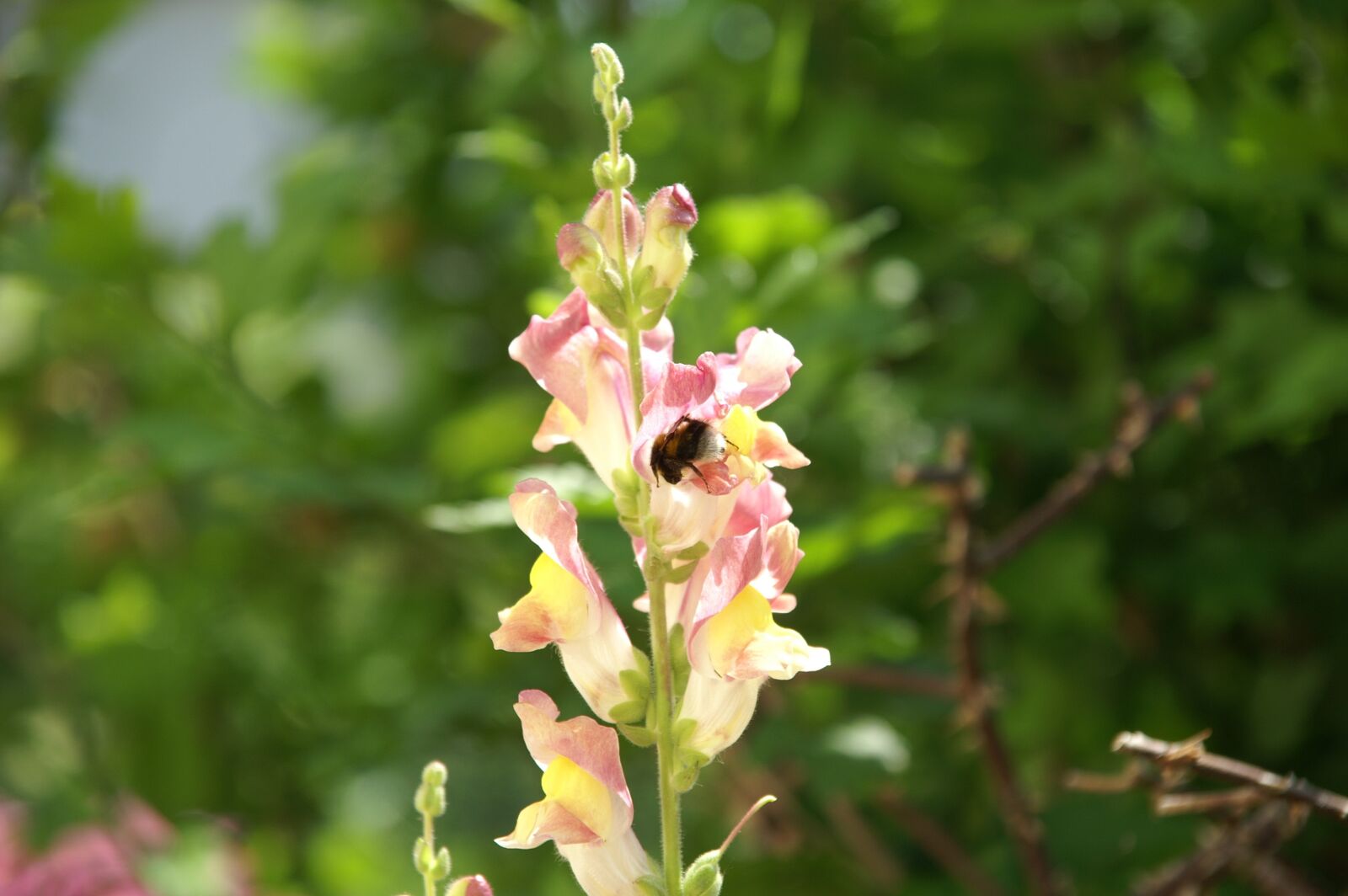 KONICA MINOLTA DYNAX 7D sample photo. Bumblebee, snapdragon, garden photography