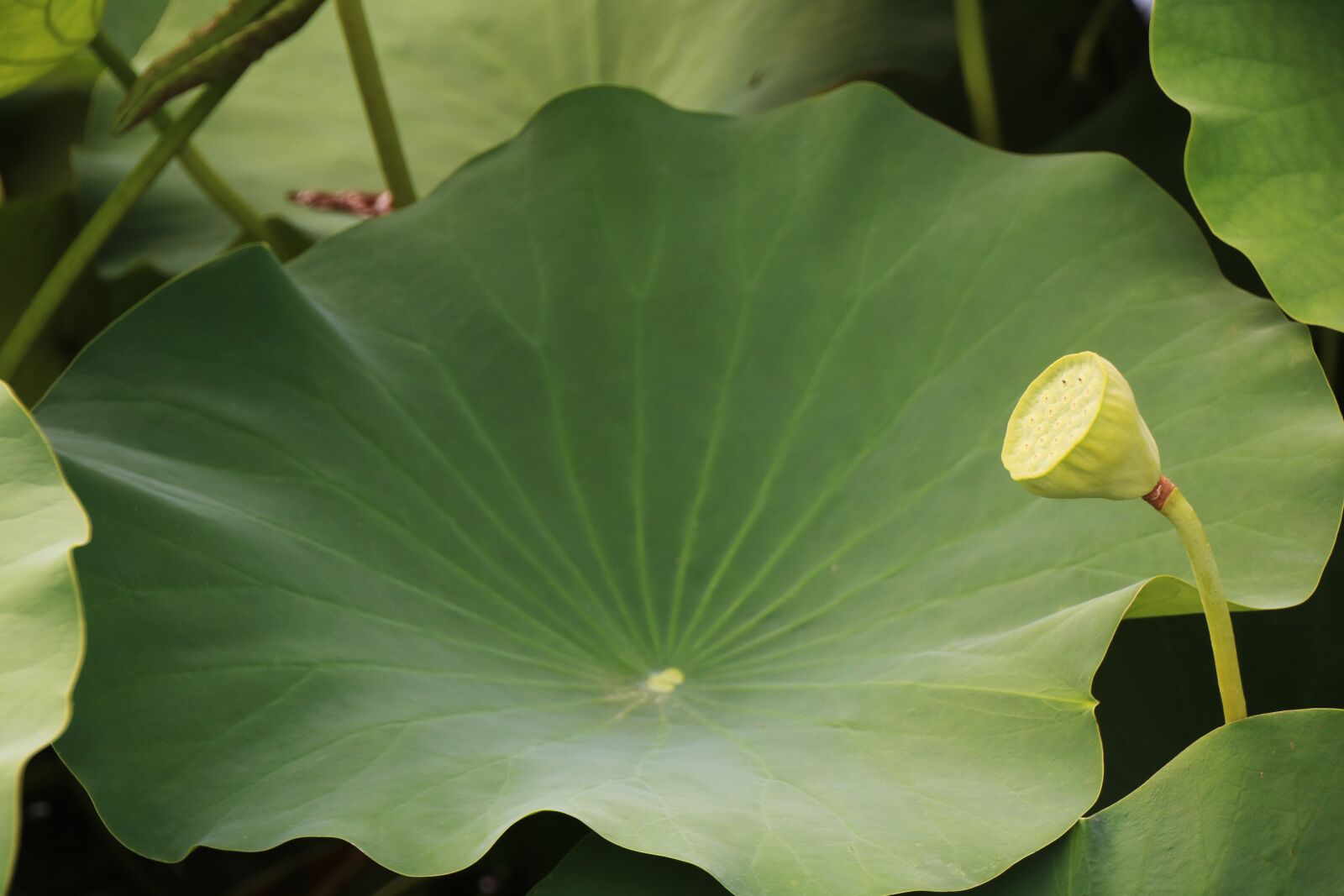 Canon EOS 750D (EOS Rebel T6i / EOS Kiss X8i) sample photo. Lotus, lotus leaf, green photography