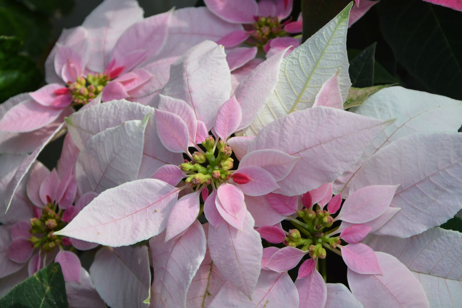 Nikon D5200 sample photo. Flowers, princettia pink, flowering photography