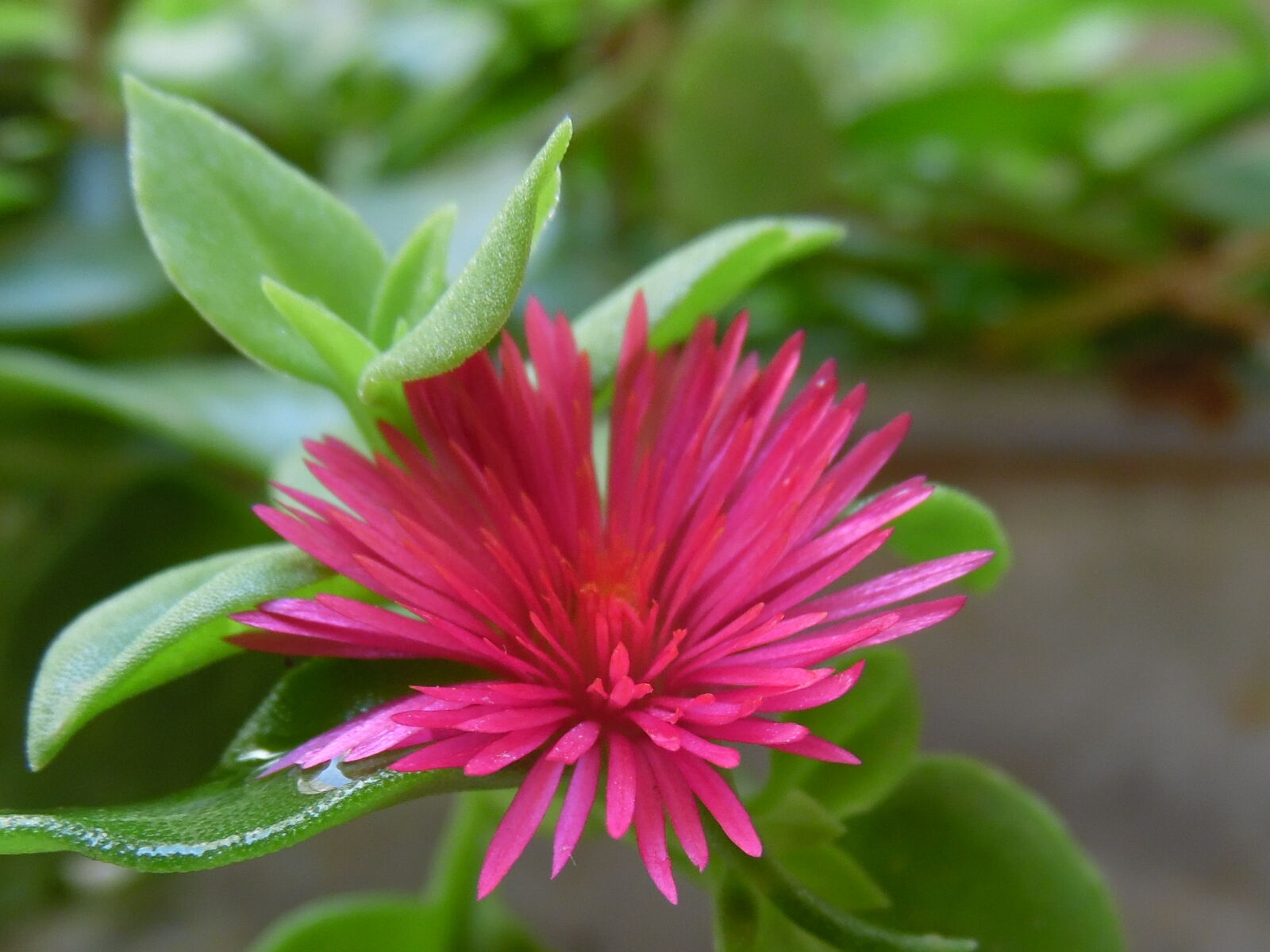 Samsung WB1100F/WB1101F/WB1102F sample photo