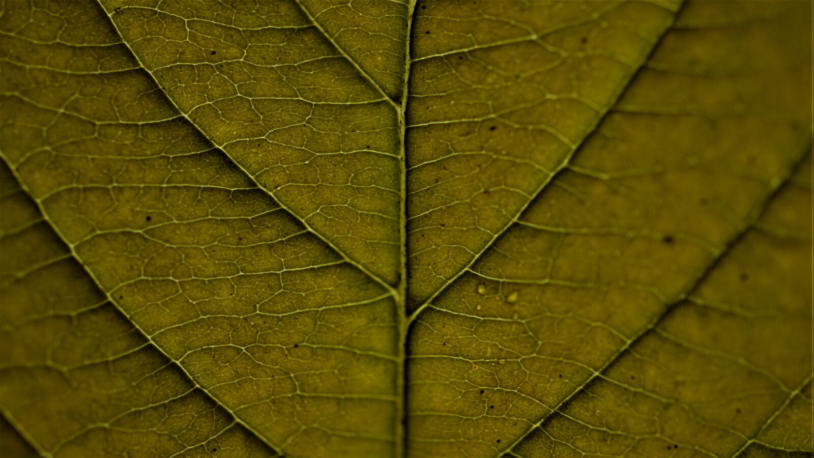 Sony E 30mm F3.5 Macro sample photo. Background, autumn, leaf photography