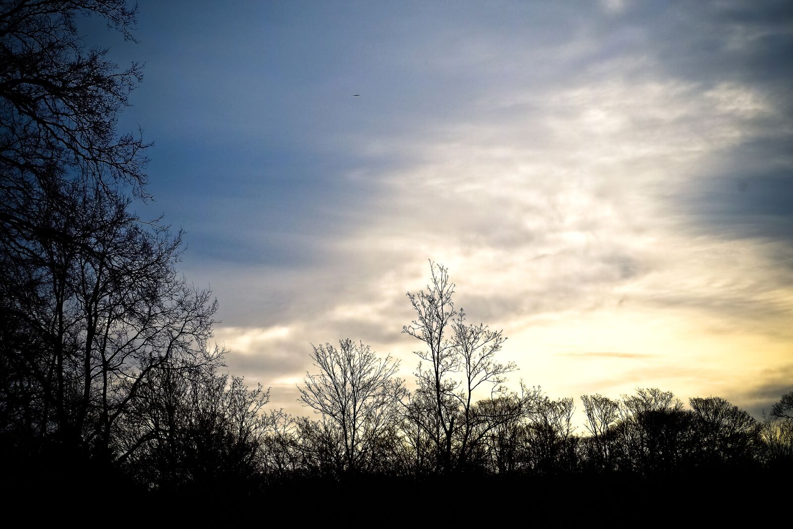 Olympus OM-D E-M10 sample photo. Trees, winter, forest photography