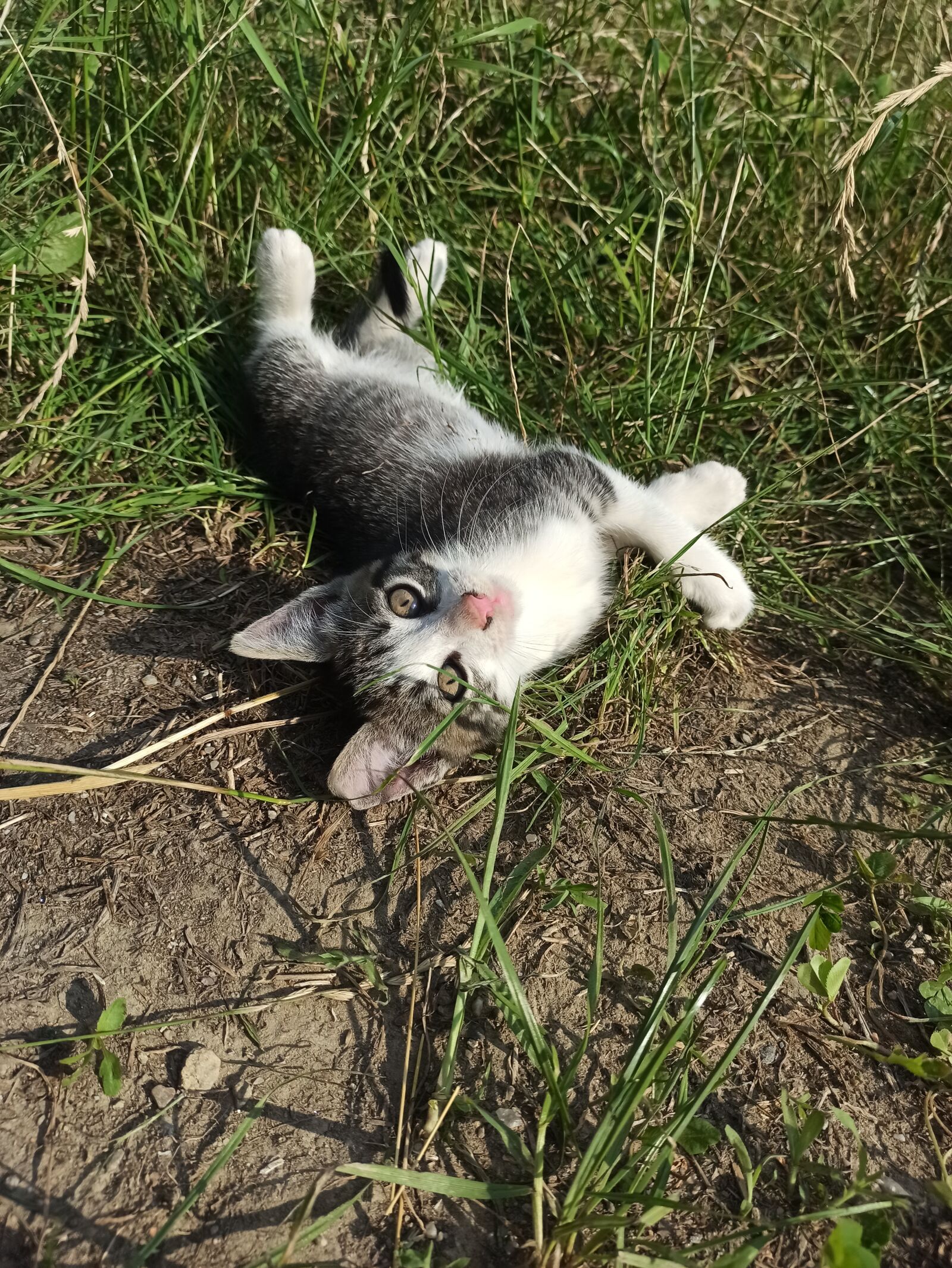 Xiaomi Redmi Note 8 Pro sample photo. Kitten, cat, cute photography