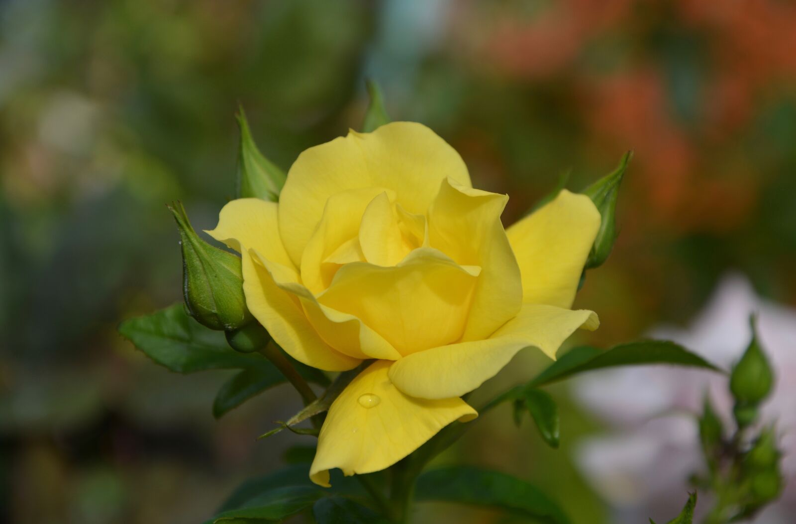 Nikon D5200 sample photo. Pink, the colour yellow photography