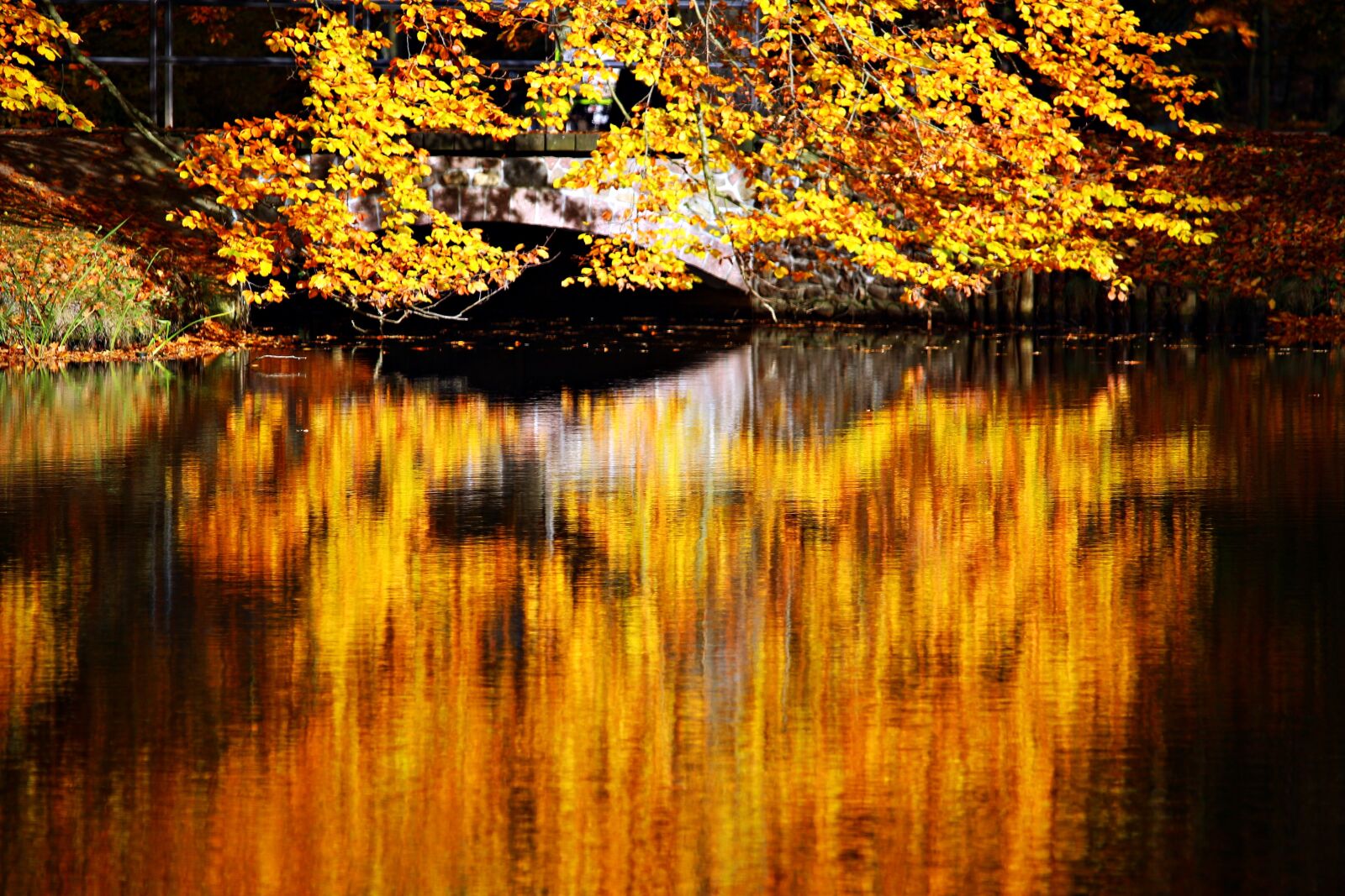 Canon EOS 100D (EOS Rebel SL1 / EOS Kiss X7) sample photo. Fall foliage, autumn, waters photography