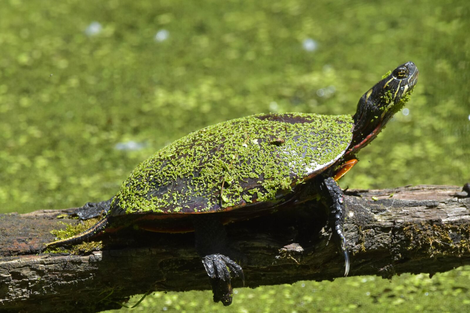 Nikon D3400 sample photo. Nature, wildlife, swamp photography
