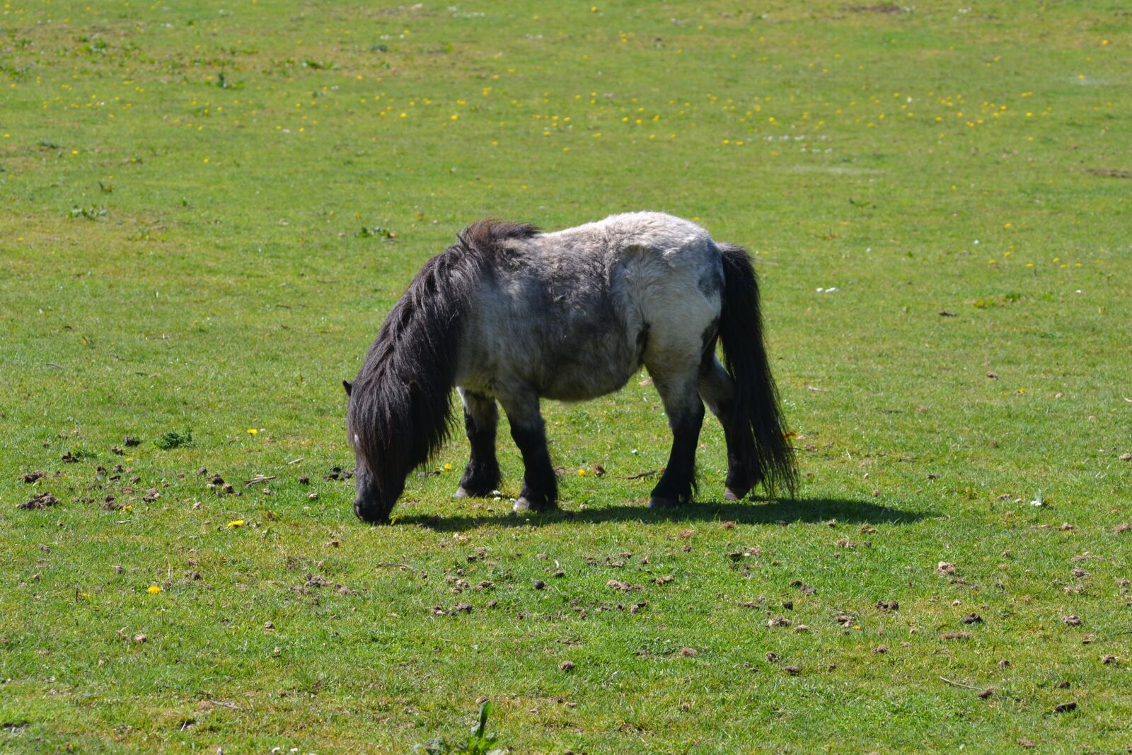 Nikon D3100 sample photo. Pony, sunshine, grazing photography