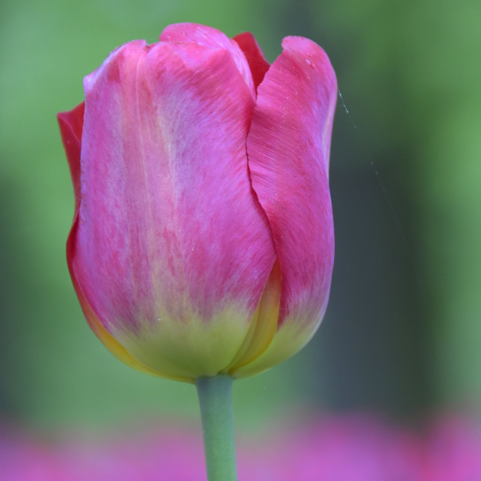Nikon D7200 sample photo. Tulip, keukenhof, holland photography