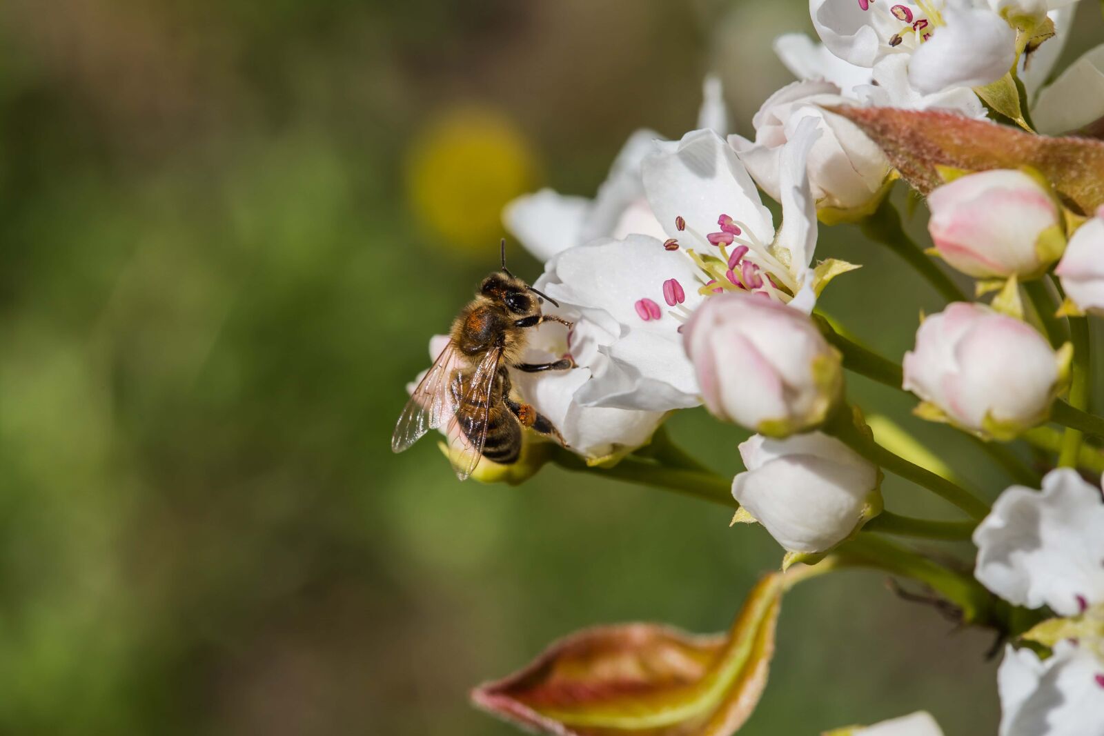 Canon EF 100mm F2.8 Macro USM sample photo. Bee, honeybee, insect, petal photography