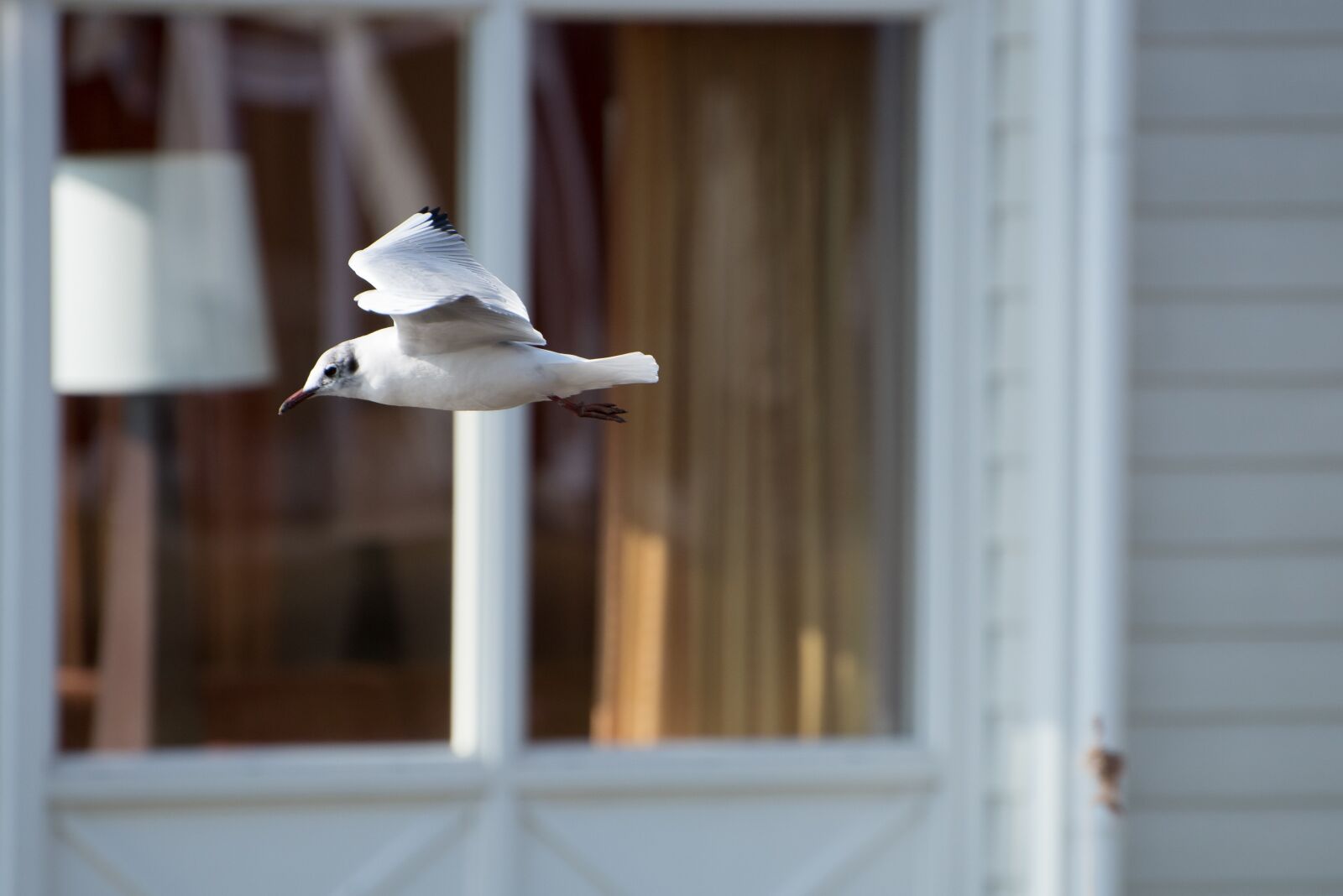 Nikon D750 sample photo. Bird, fly, freedom photography