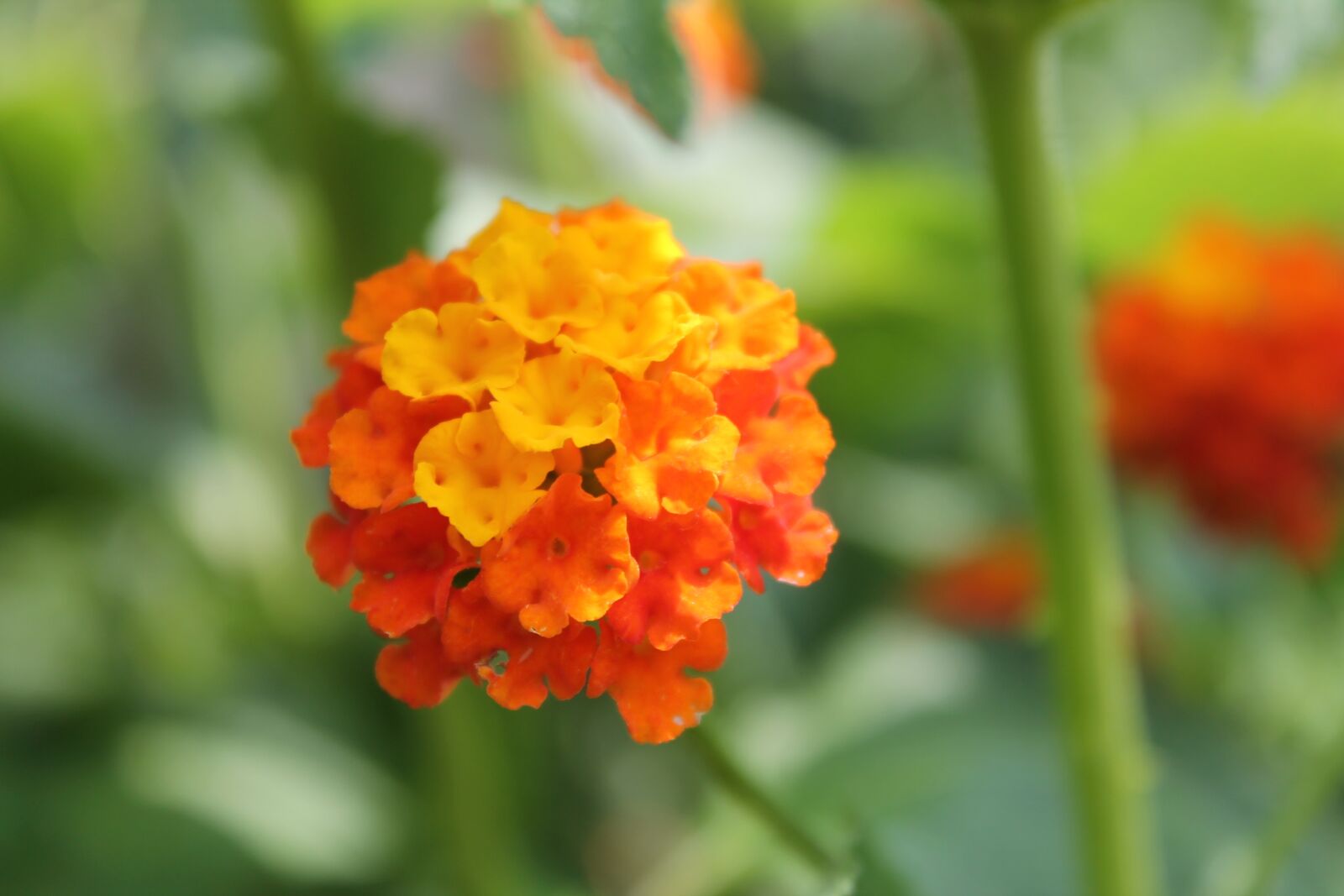 Canon EOS 1100D (EOS Rebel T3 / EOS Kiss X50) sample photo. Flower, orange, nature photography