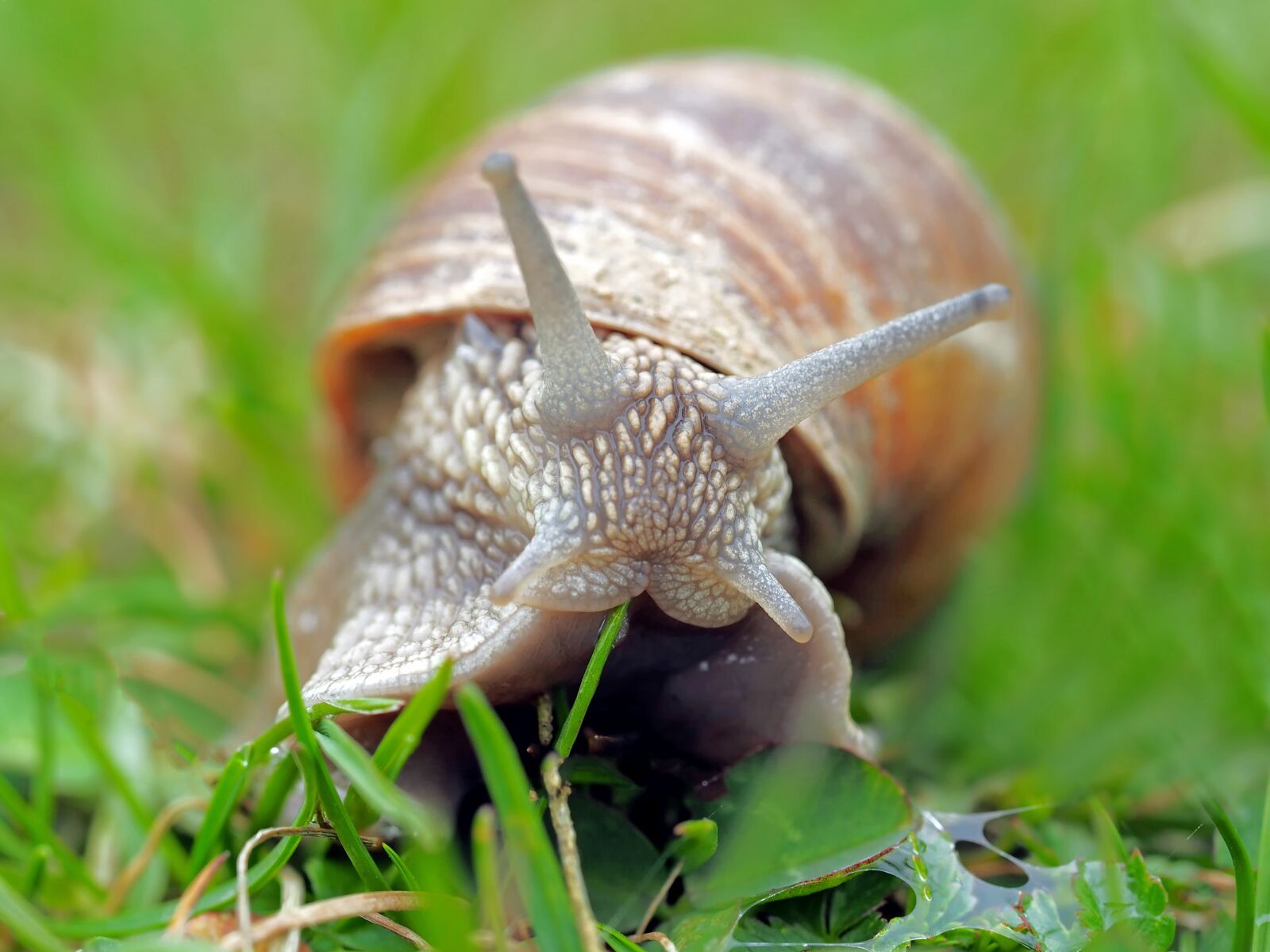 Olympus OM-D E-M1 sample photo. Snail, mollusk, moluske photography