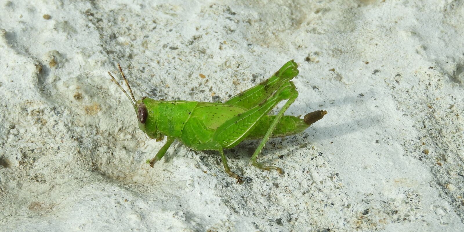 Nikon Coolpix B700 sample photo. Fauna, insect, cricket photography