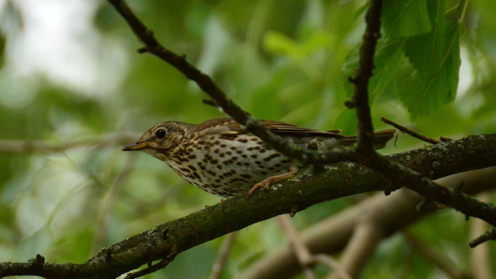 Nikon D3200 sample photo. Drozd, bird, branches photography