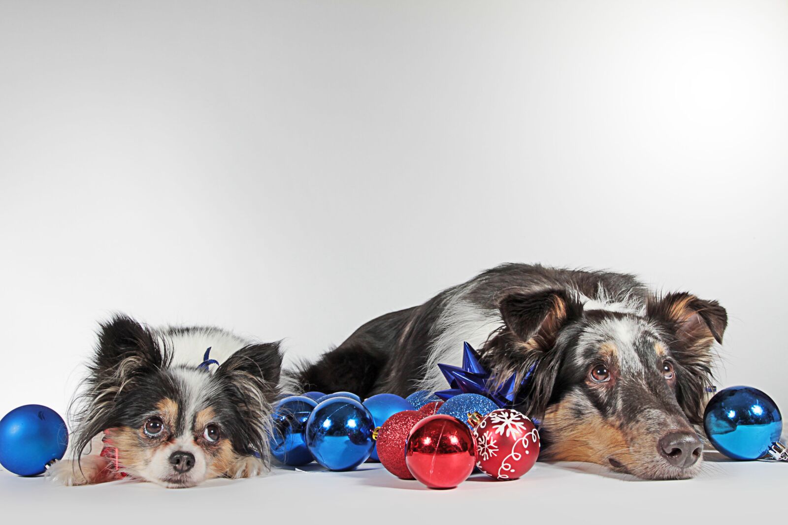 Canon EOS 7D + Canon EF 17-40mm F4L USM sample photo. Dogs, christmas, pack photography
