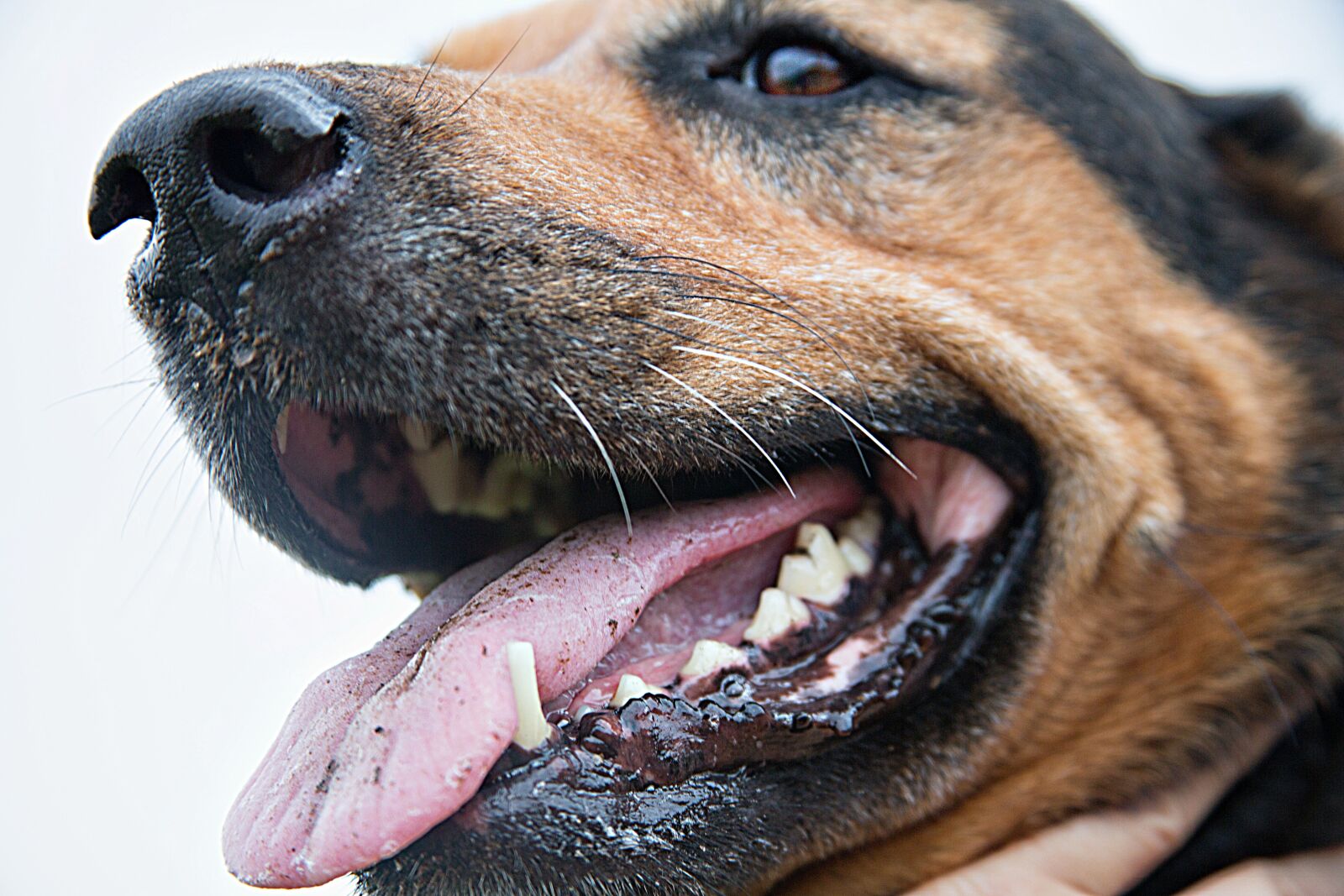 Canon EOS 5D Mark III sample photo. Dog, canine, animals photography