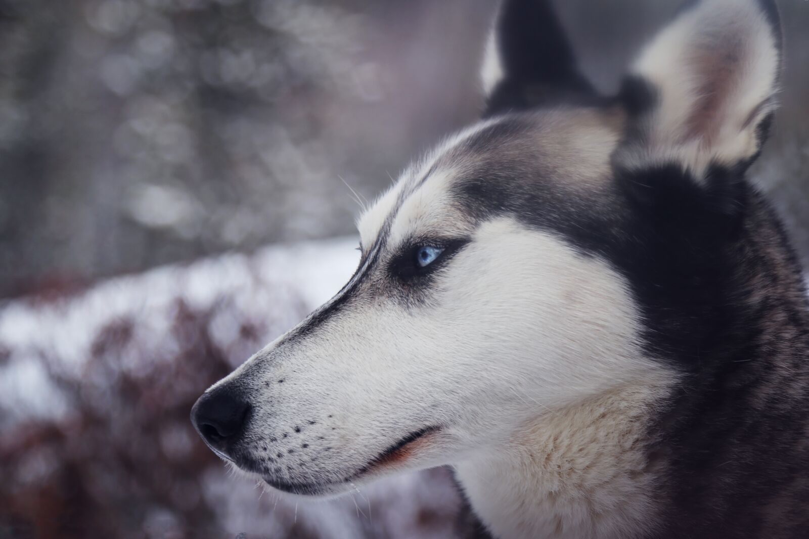 Canon EOS 6D + Canon EF 24-105mm F4L IS USM sample photo. Animal, close-up, dog photography