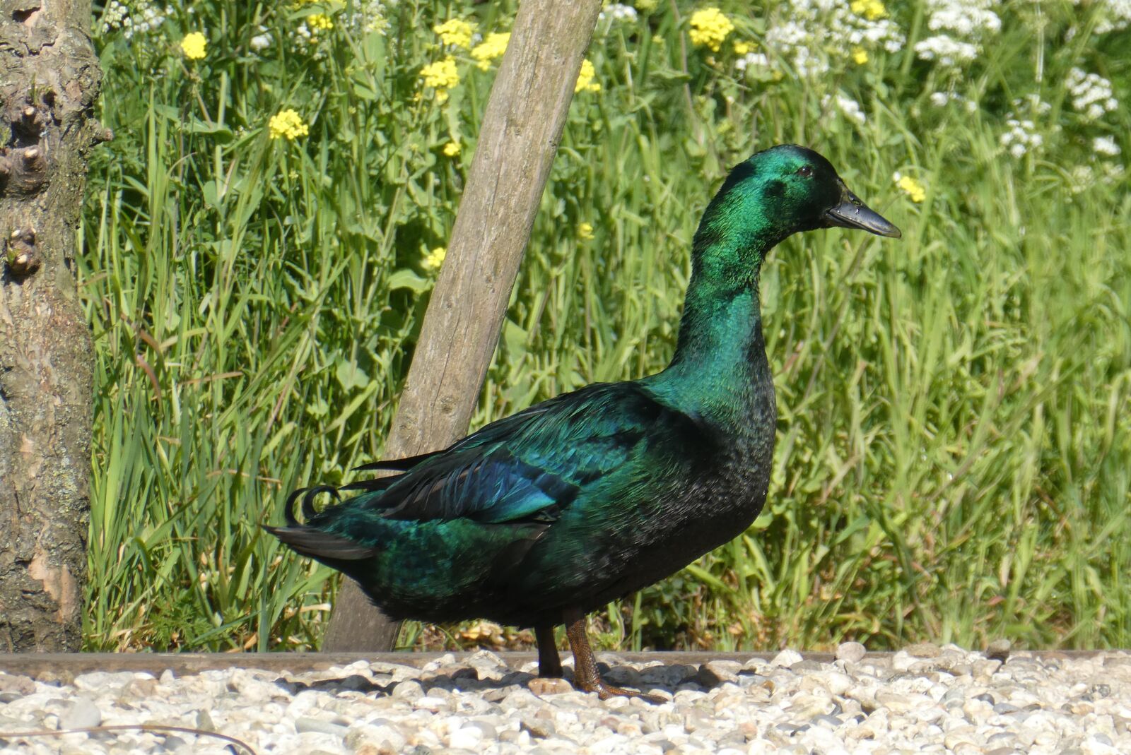 Panasonic Lumix DC-ZS70 (Lumix DC-TZ90) sample photo. Smaragdeend, bird, waterfowl photography