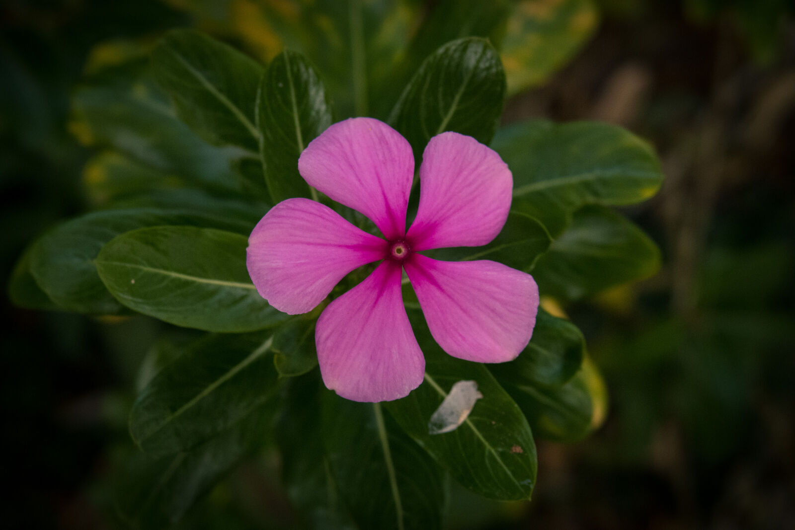 Canon PowerShot G3 X sample photo. Beautiful, bloom, blooming, botanical photography