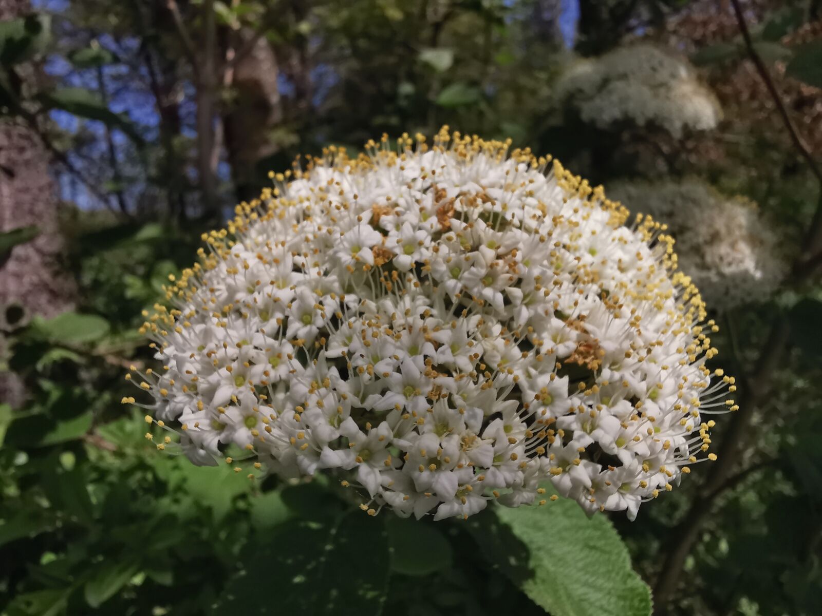 HUAWEI P30 Pro sample photo. Flower, white, flora photography