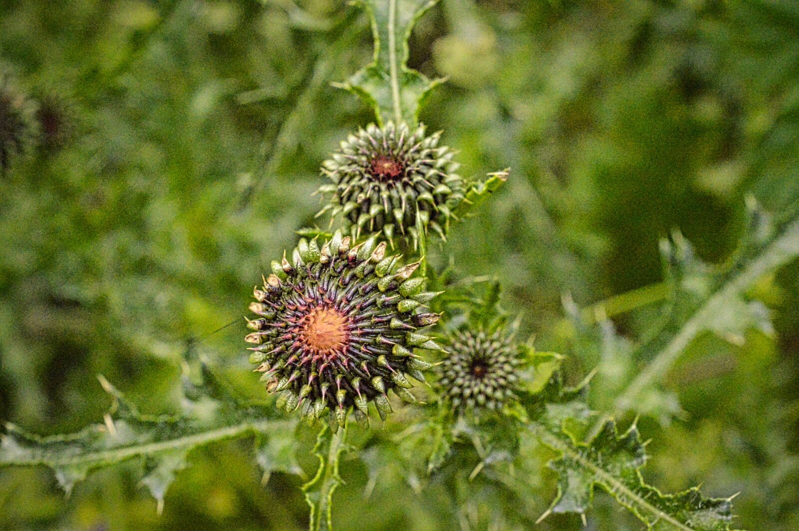 Nikon D3200 sample photo. Thistle, plant, botany photography