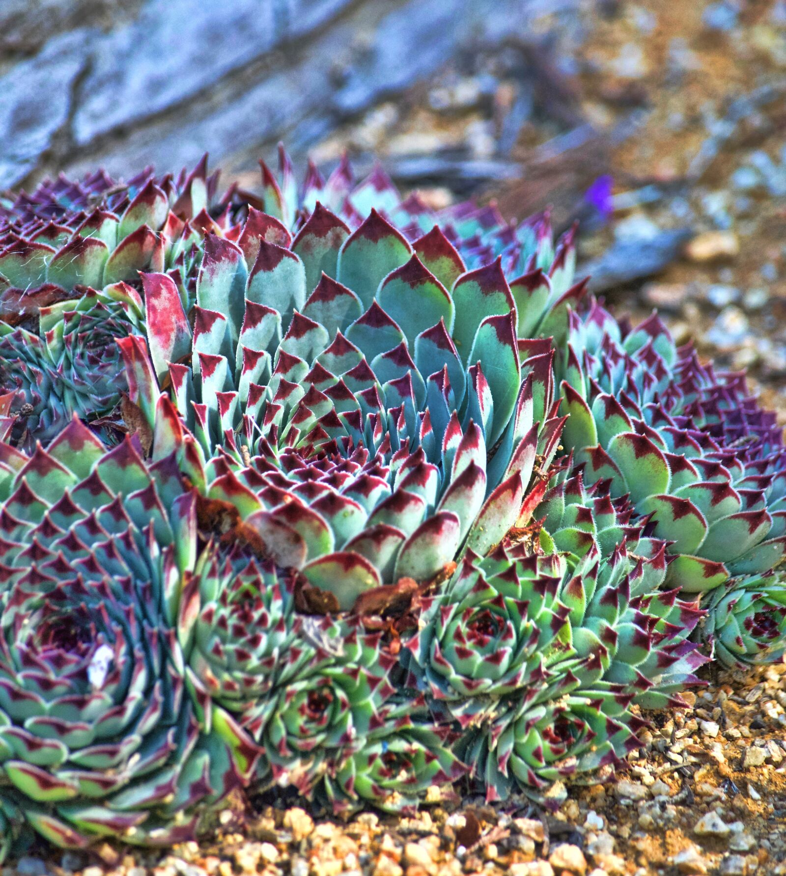 Nikon D5100 sample photo. Red, edged, succulent, succulent photography
