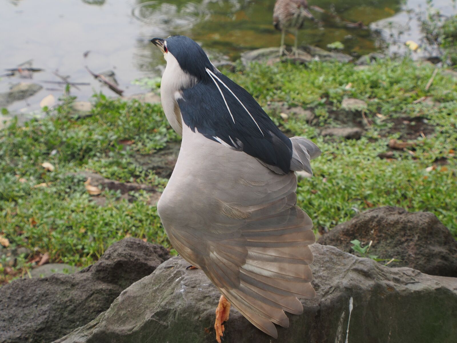 OLYMPUS M.12-50mm F3.5-6.3 sample photo. Night heron, nocturnal, wings photography