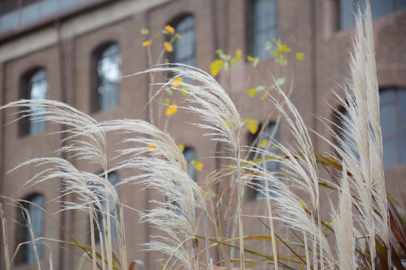 Nikon D7100 sample photo. Building, windows, brick photography
