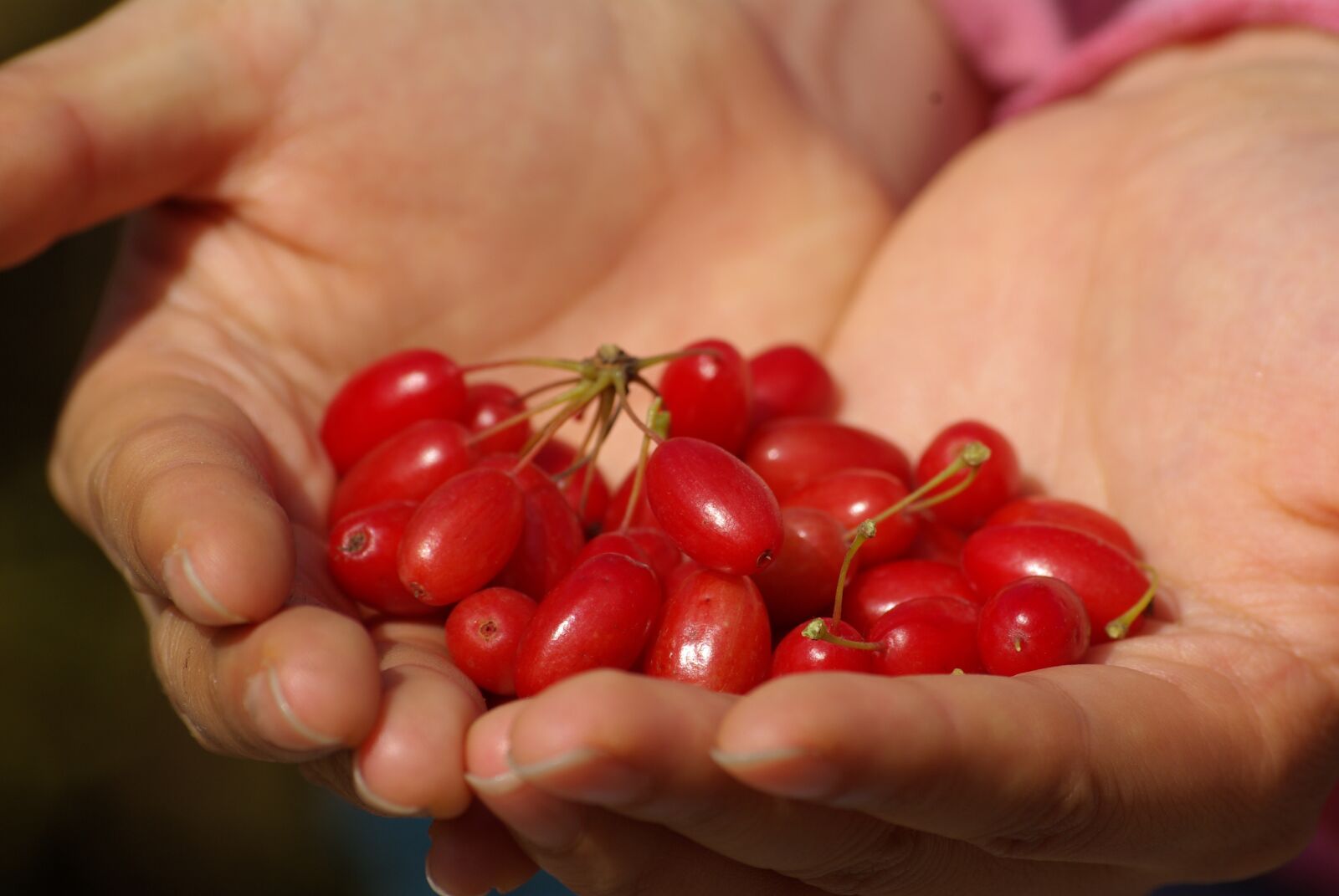 Samsung GX-10 sample photo. Fruit, hands, red photography