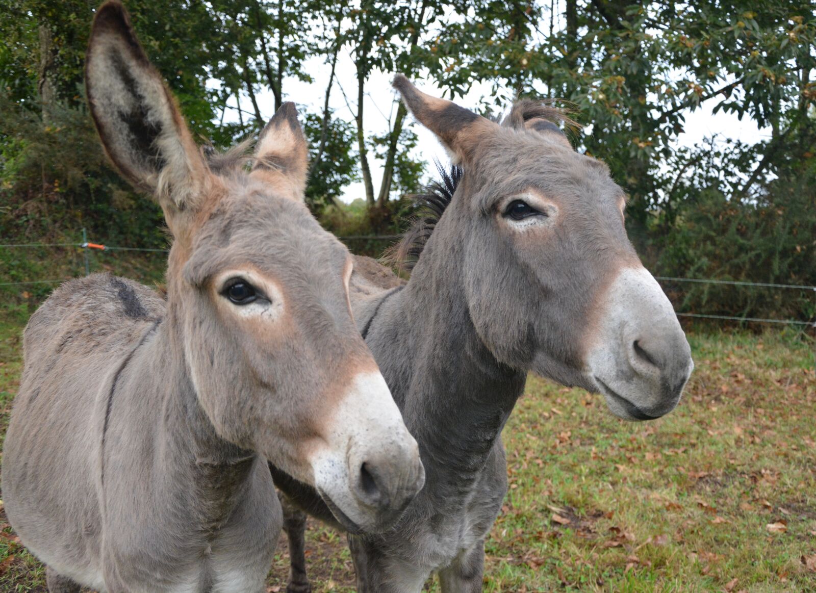 Nikon D5200 sample photo. Donkeys, croix saint andr photography