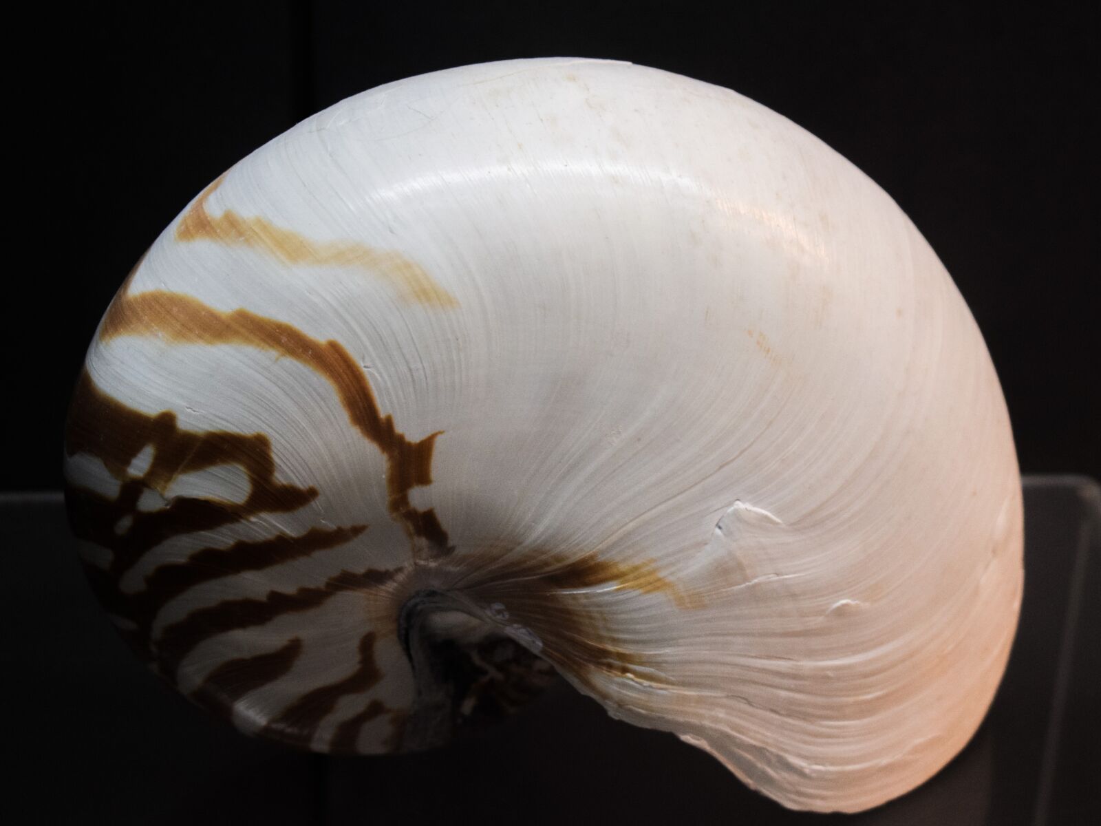 Nikon D3300 sample photo. Nautilus pompilius, shell, nautilus photography