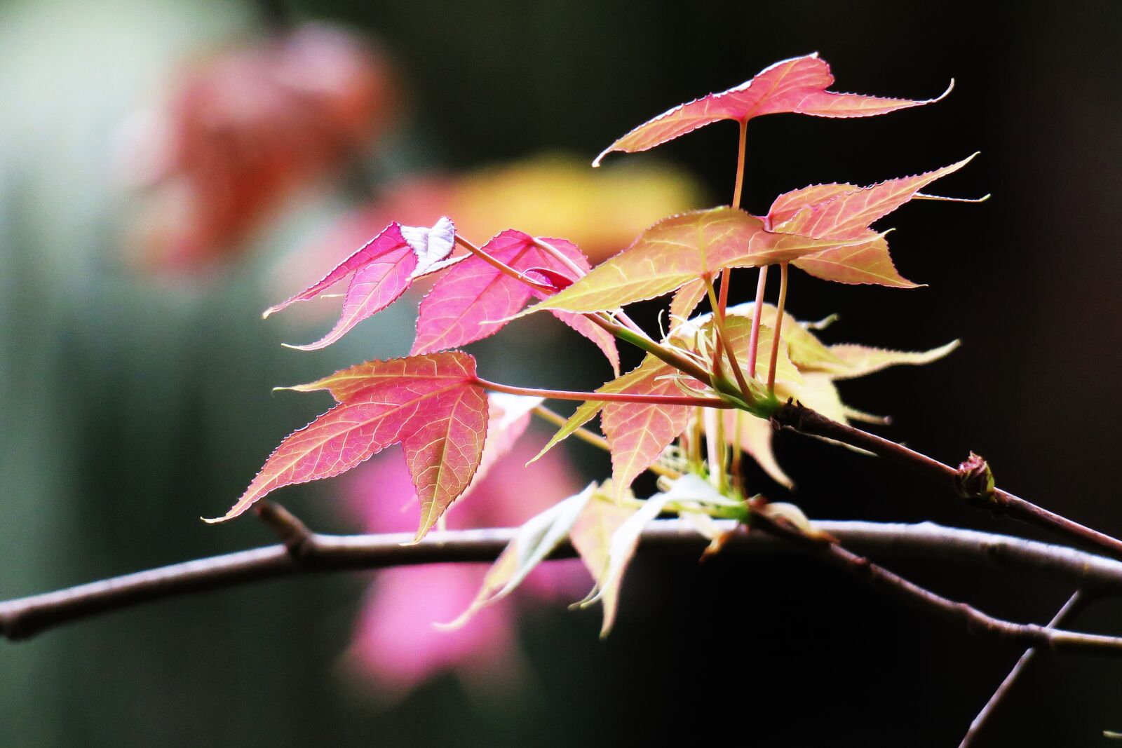 Canon PowerShot G3 X sample photo. Leaf, nature, plant photography