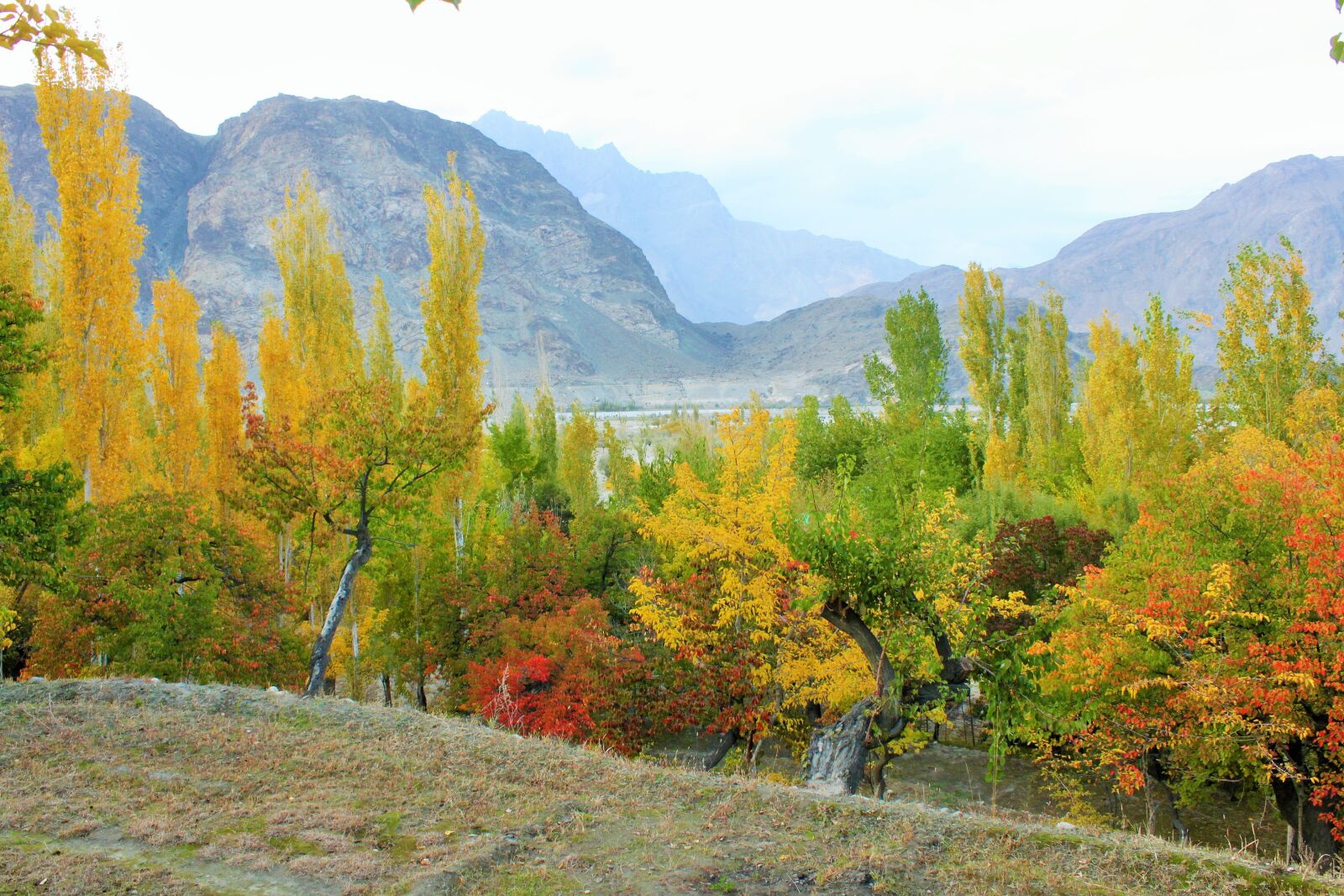 Canon EOS 500D (EOS Rebel T1i / EOS Kiss X3) sample photo. Autumn, color, leaves photography