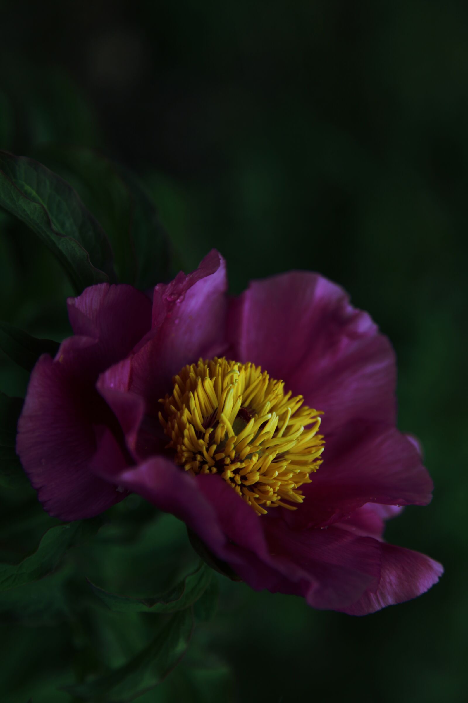 Canon EOS 5D Mark II sample photo. Purple, peony, dark photography