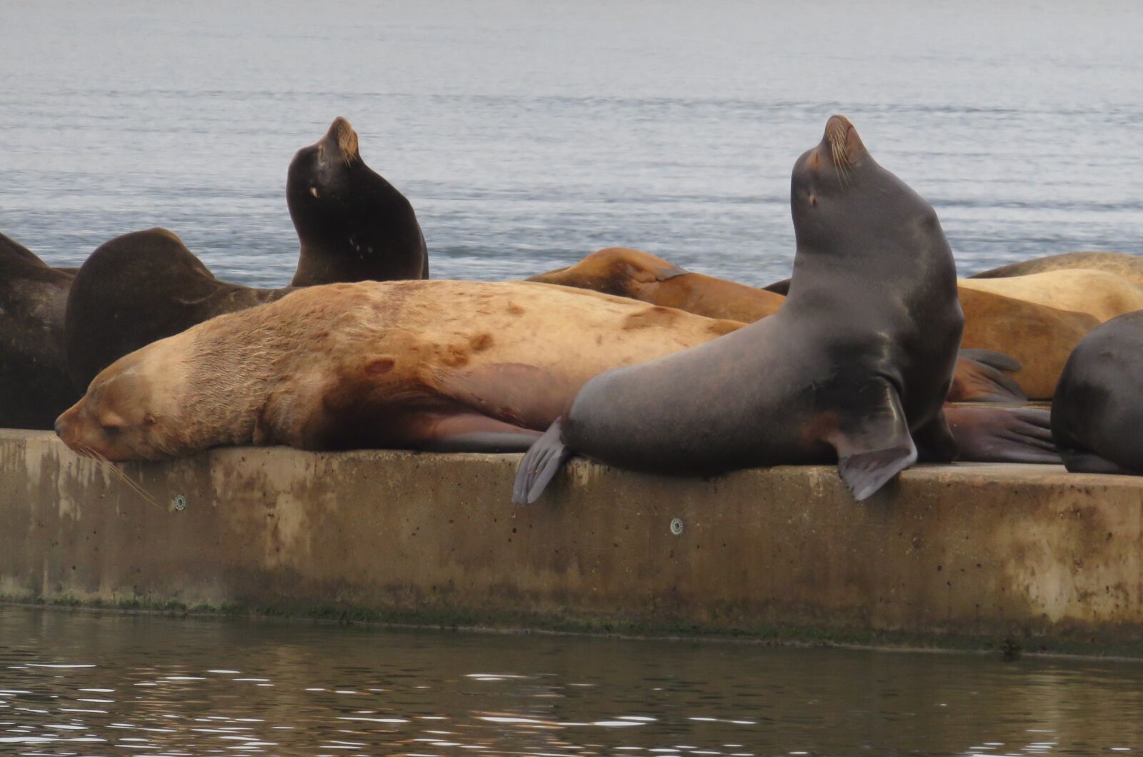 Canon PowerShot SX700 HS sample photo. Sea lion, marine life photography
