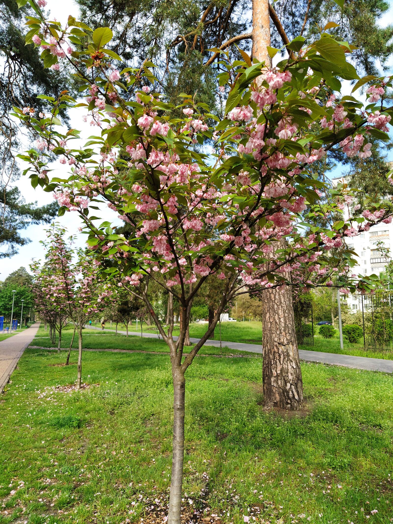 Xiaomi Mi A3 sample photo. цветы, сакура, цветущий photography