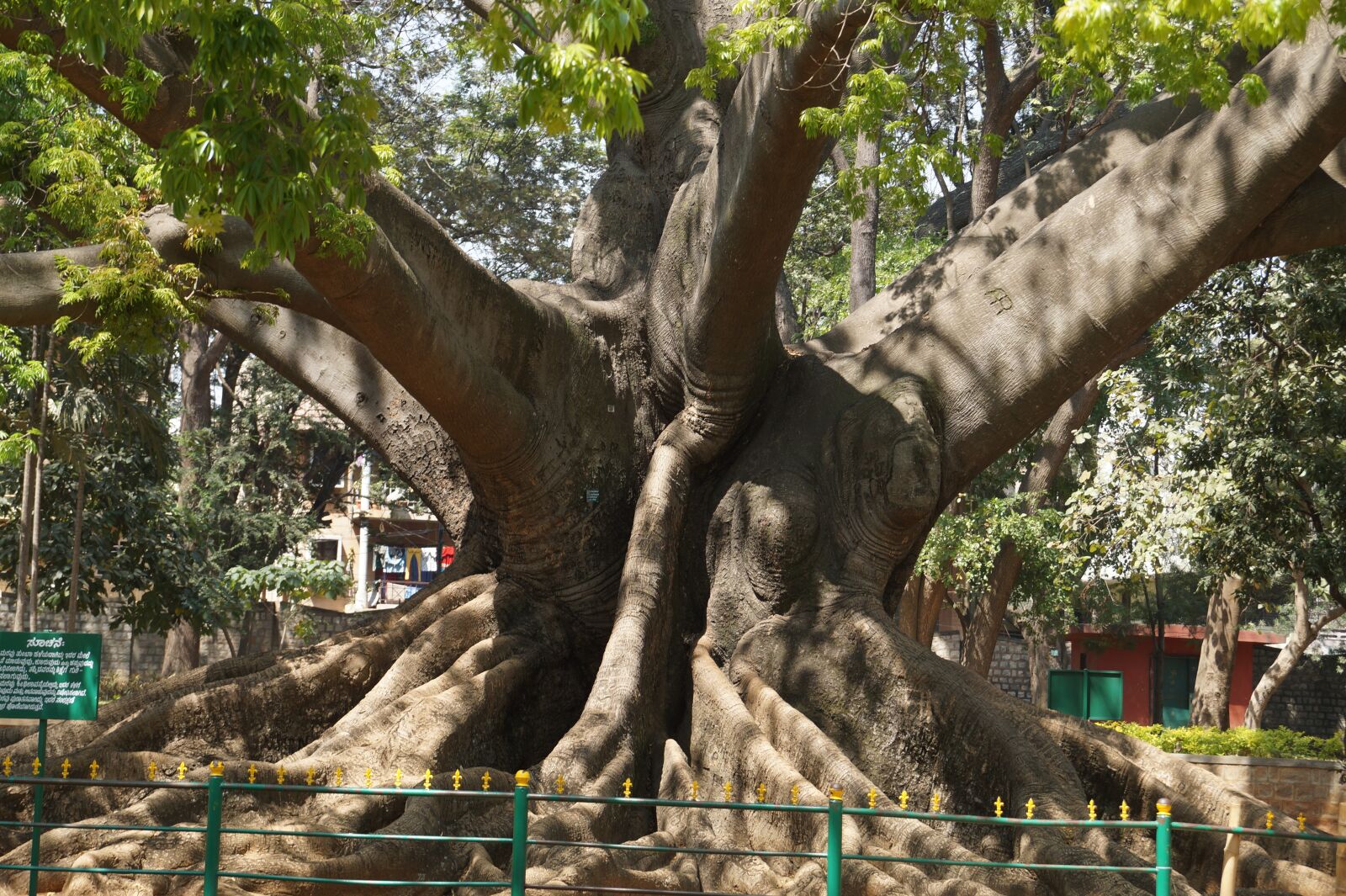 Sony DT 18-135mm F3.5-5.6 SAM sample photo. Tree, 200 years old, bangalore photography