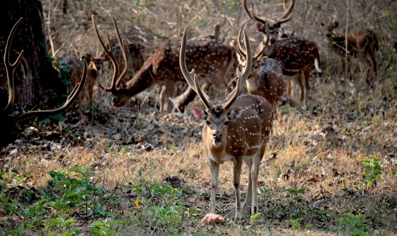 Canon EOS 500D (EOS Rebel T1i / EOS Kiss X3) sample photo. Deer, jungle, wildlife photography