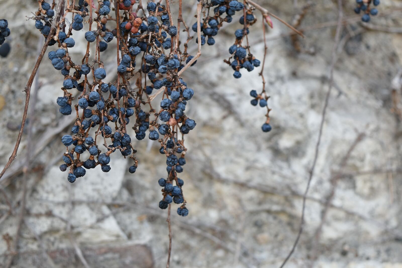 Nikon D5500 sample photo. Berries, branches, nature, elderberry photography