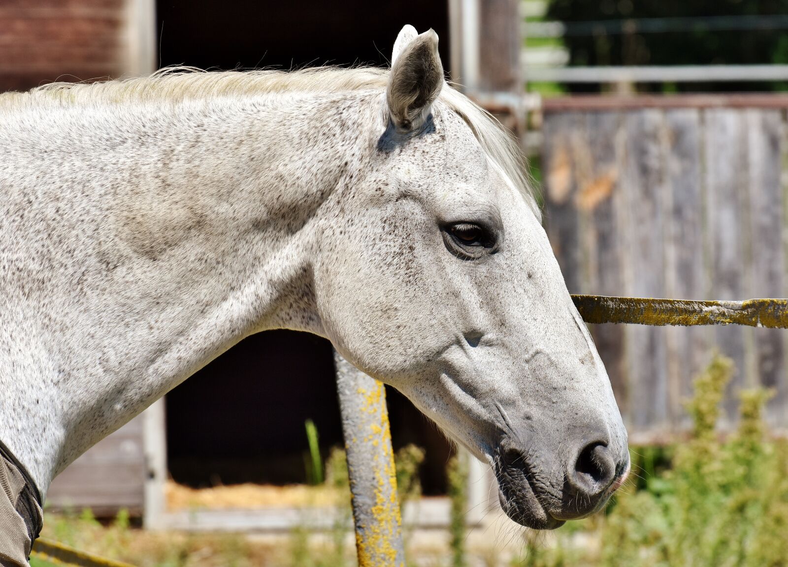 Nikon D7200 sample photo. Horse, mold, reiterhof photography