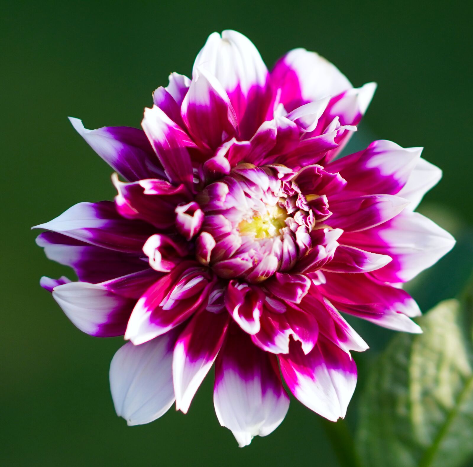 E 50mm F1.8 OSS sample photo. Dahlia, blossom, bloom photography
