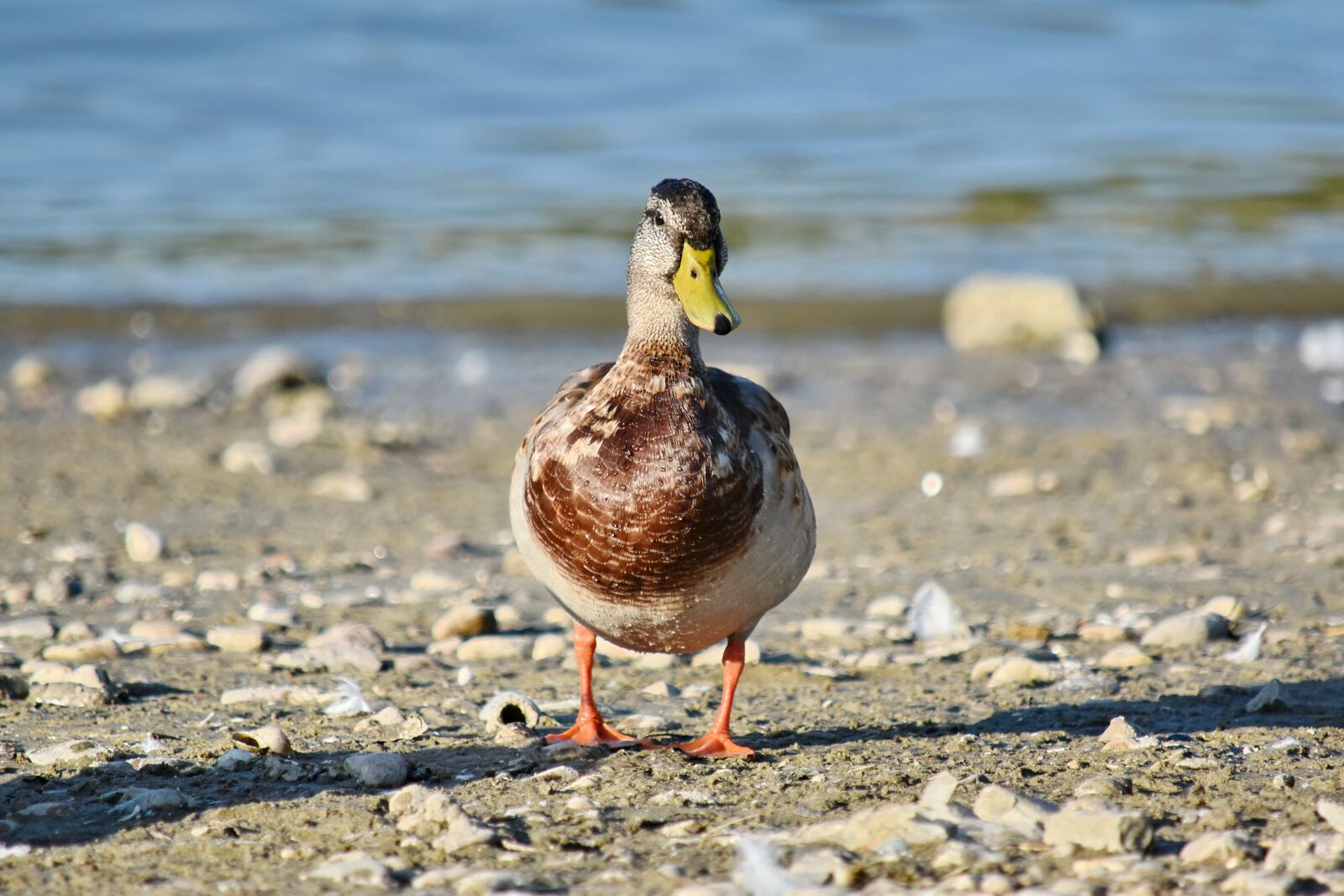 Nikon D5500 sample photo. Coastline, ducks, frontal, mallard photography