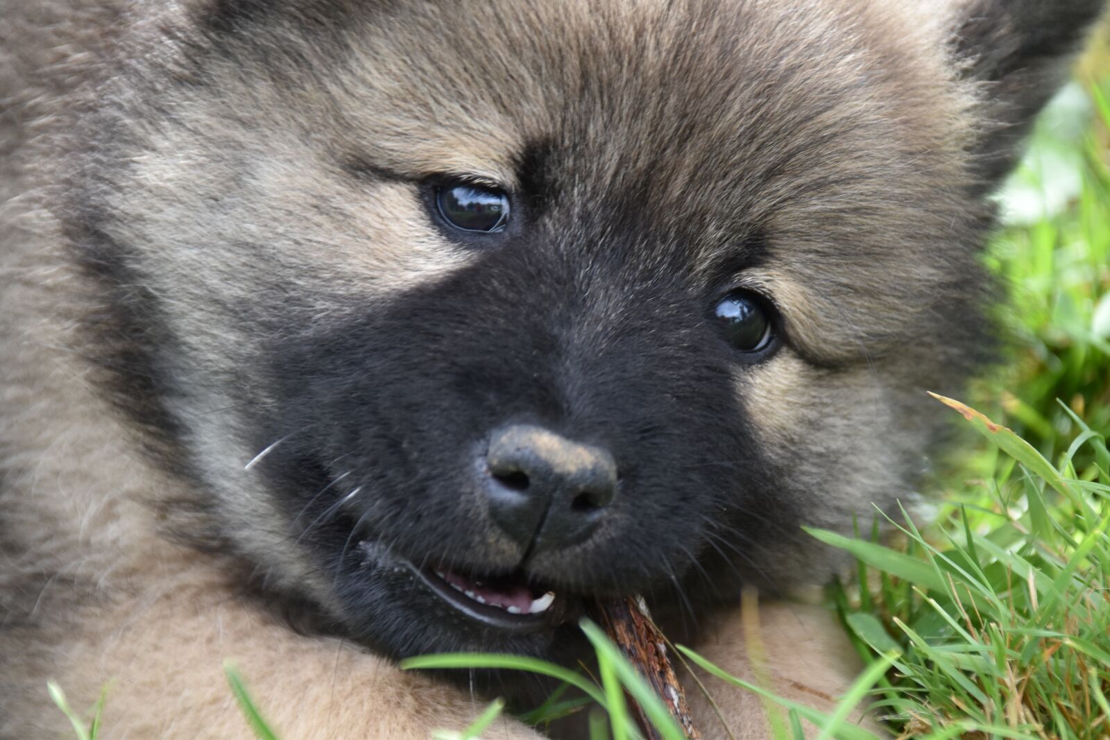 Nikon D5600 sample photo. Puppy, dog, eurasier photography